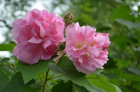 芙蓉花怎麼照顧